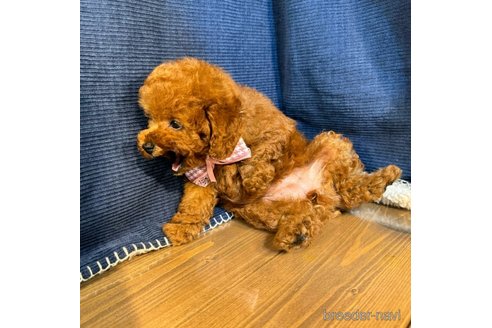 成約済の茨城県のトイプードル-339049の3枚目